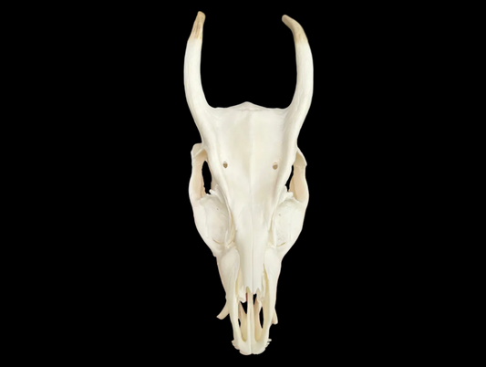 Muntjac Skull