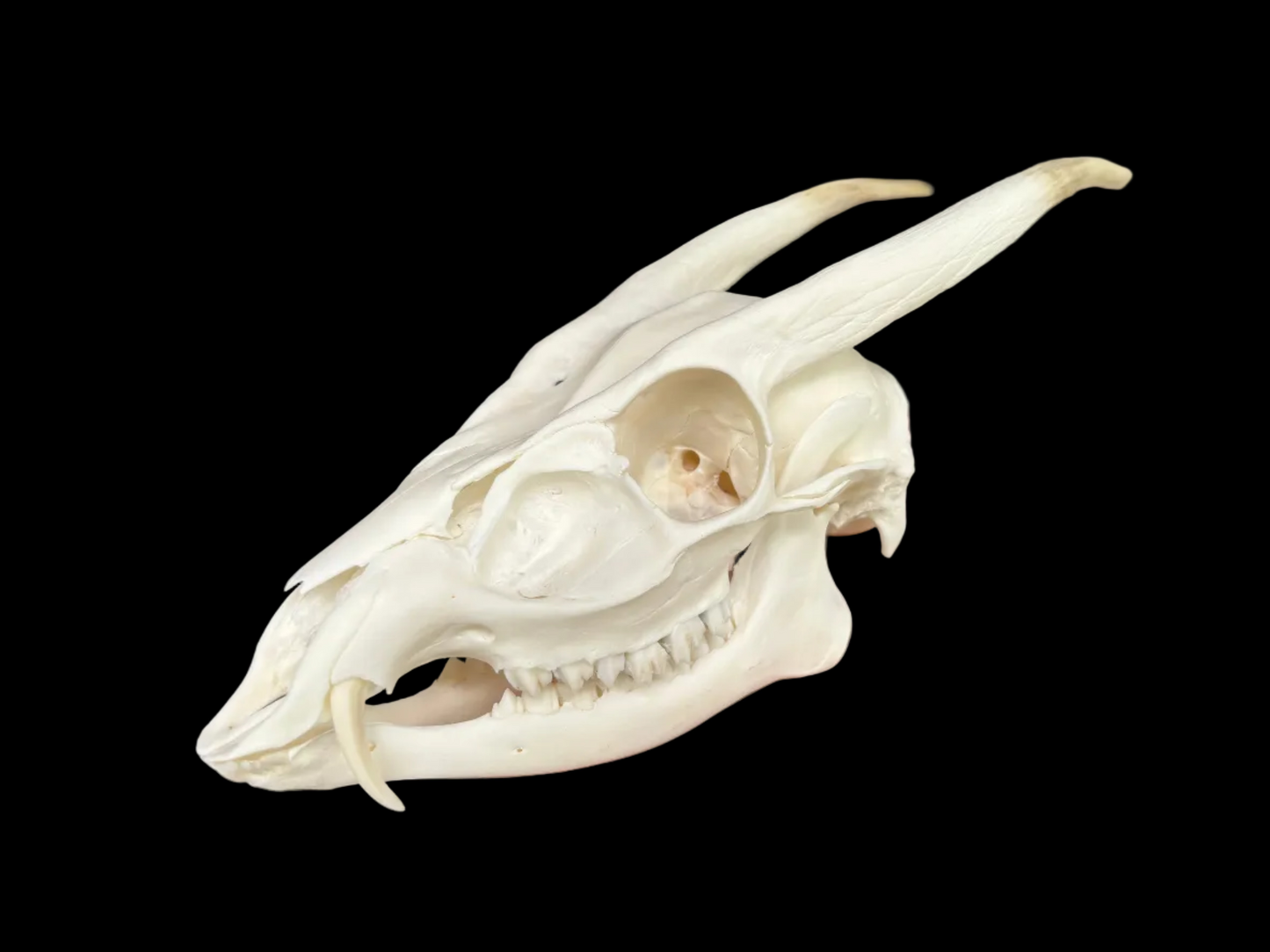 Muntjac Skull