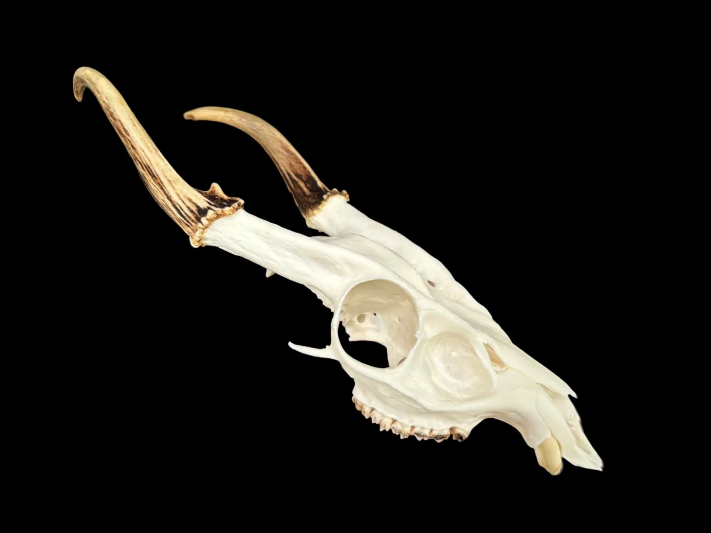 Muntjac Skull - Craft Grade