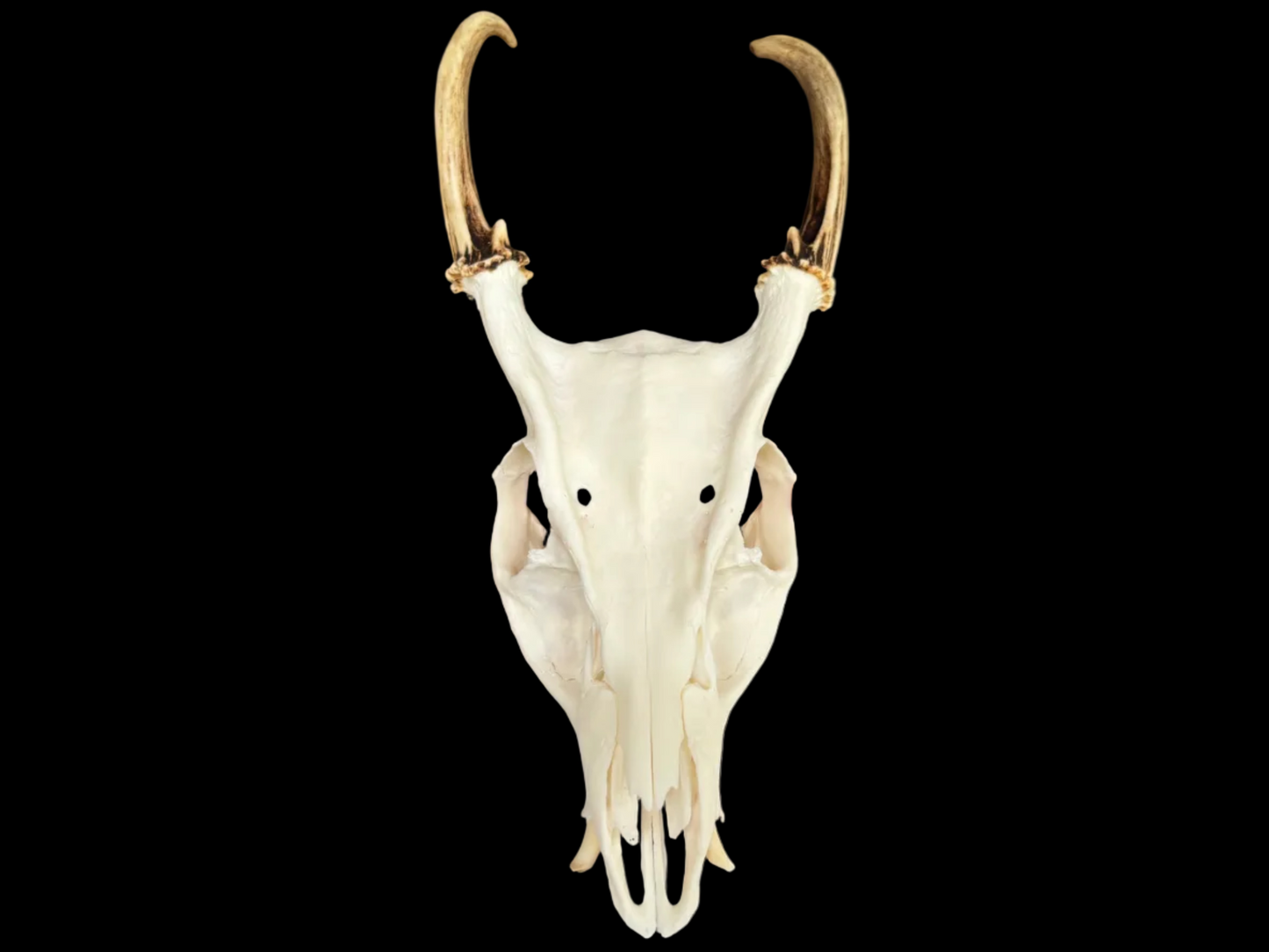 Muntjac Skull - Craft Grade