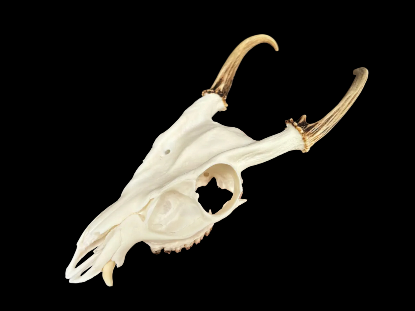 Muntjac Skull - Craft Grade