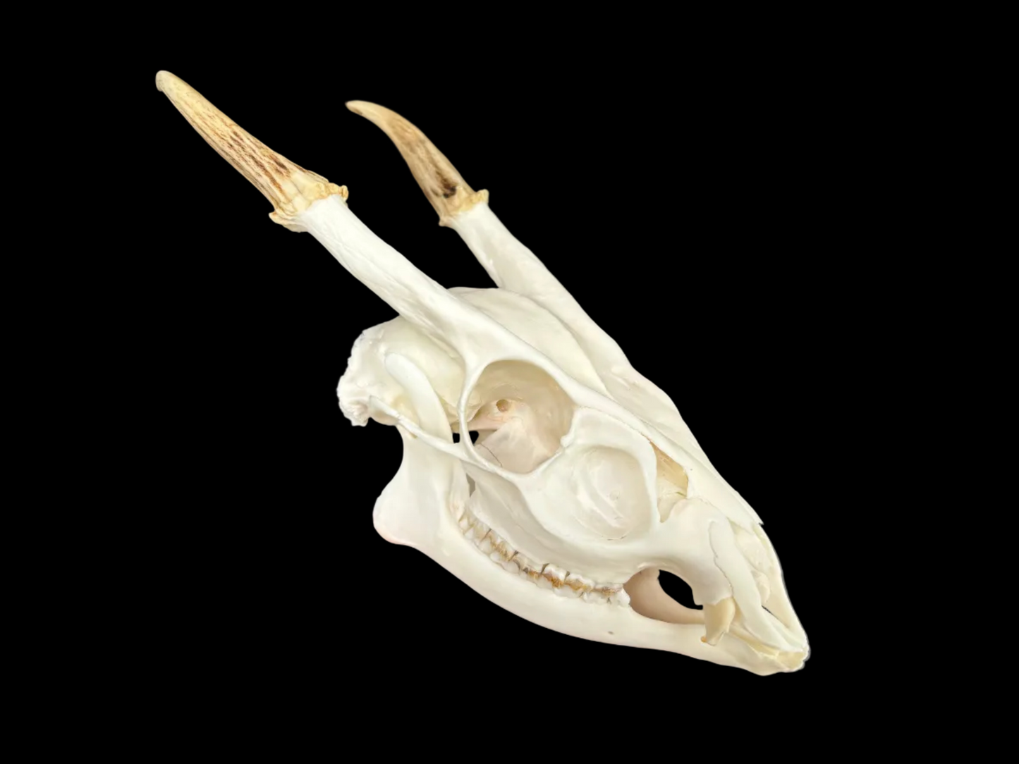 Muntjac Skull - Minor Damage