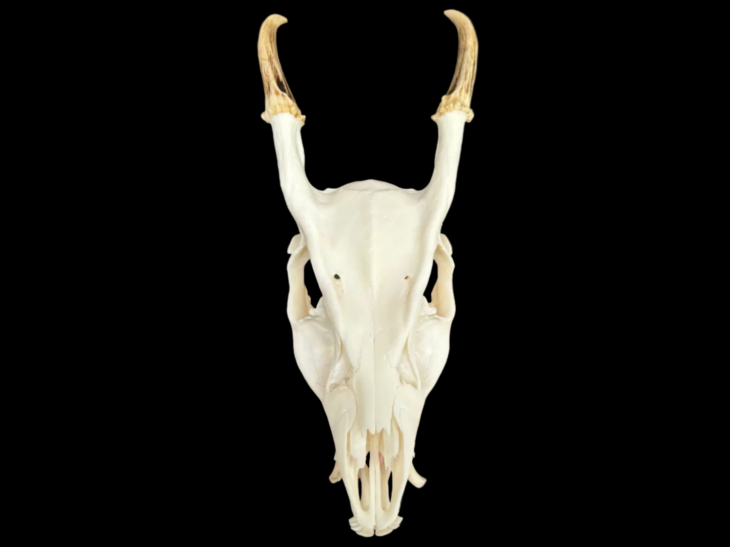 Muntjac Skull - Minor Damage