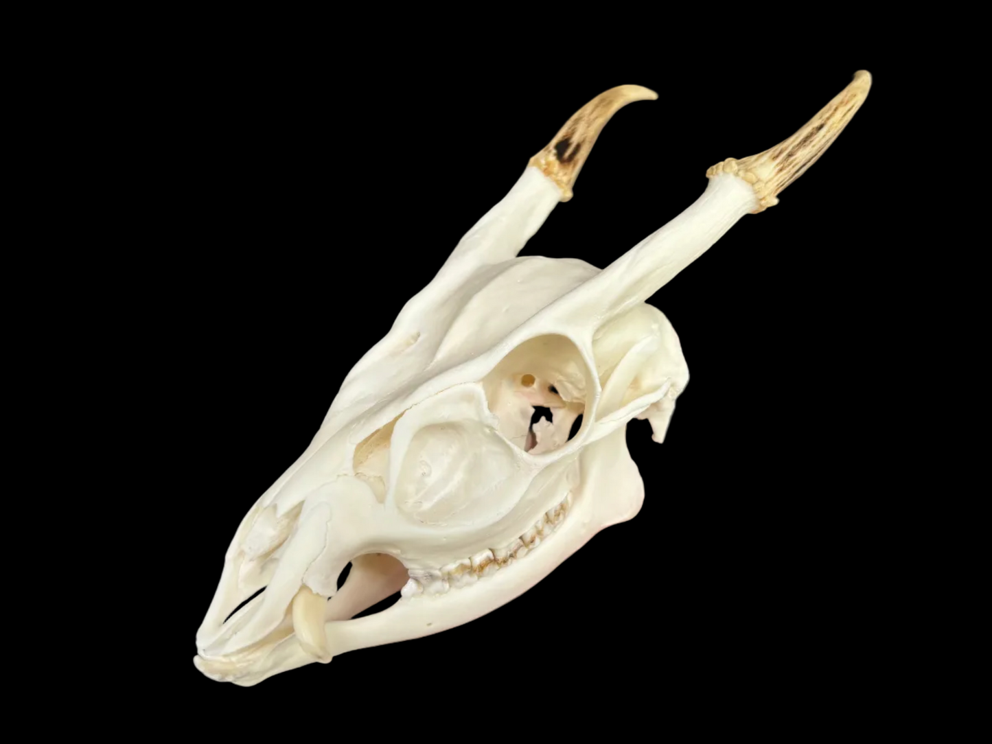 Muntjac Skull - Minor Damage