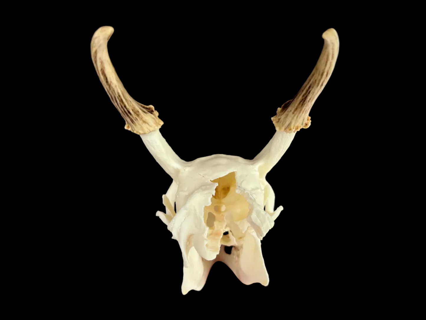Muntjac Skull - Minor Damage